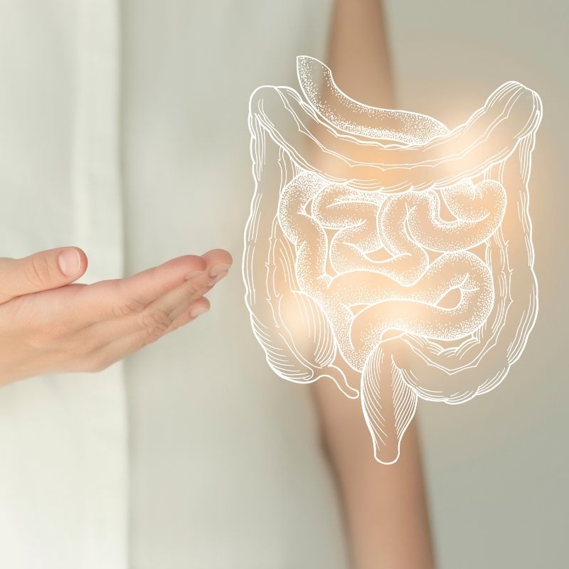 Unrecognizable female patient in white clothes, highlighted handrawn intestine in hands. human digestive system issues concept.